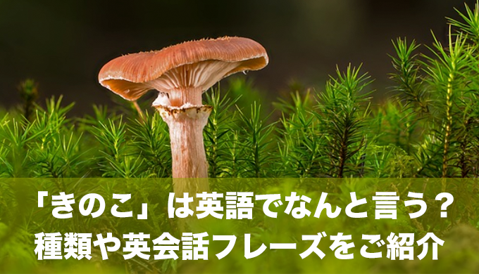 「きのこ」は英語でなんと言う？きのこの種類や英会話フレーズをご紹介